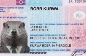Бобр курва